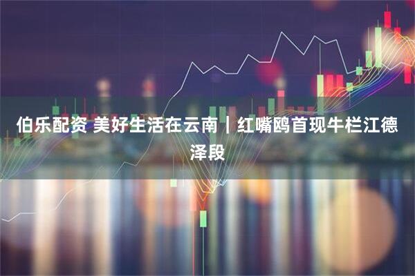 伯乐配资 美好生活在云南｜红嘴鸥首现牛栏江德泽段